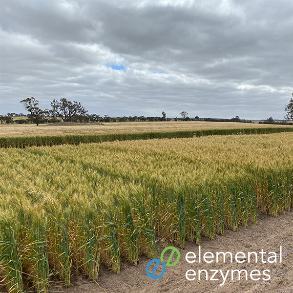 Australian mainstream agriculture and horticulture will soon benefit from a new category of biologically based crop-improvement products, including enzymes that enhance plants’ ability to use nutrients from applied fertilisers and soil organic matter.