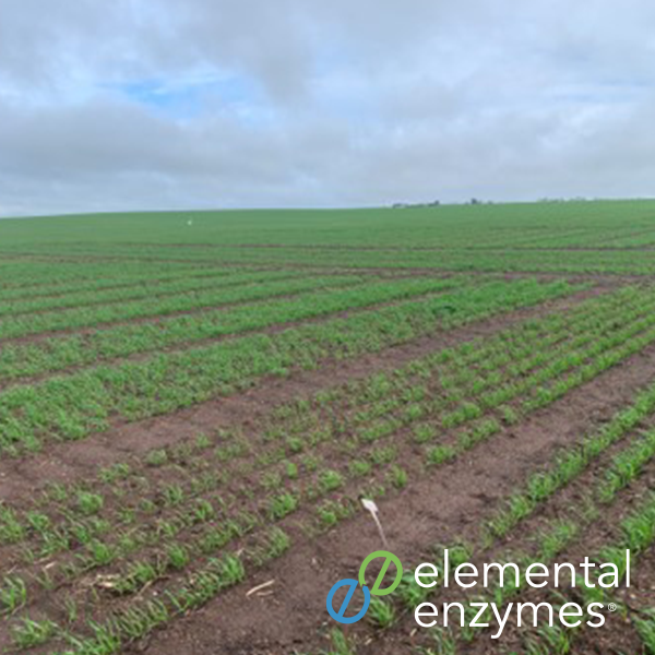 Applying 80% of the standard rate of MAP, plus the liquid enzyme Lumen, has produced wheat yields, plant-counts, biomass and grain-quality equivalent to the 100% MAP rate in soils where phosphorus fertilisers
are recommended.
