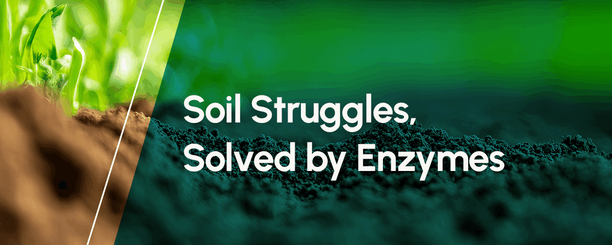 Soil Struggles, Solved by Enzymes