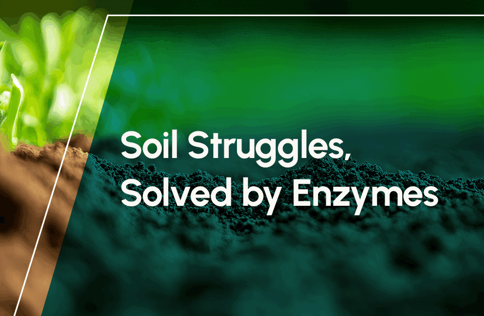 Soil Struggles, Solved by Enzymes